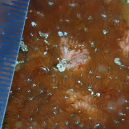 Flat Coral, photo 4