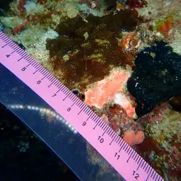 Flat Coral, photo 5