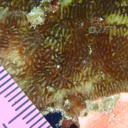 Flat Coral, photo 6