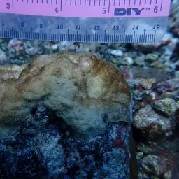 Flat Coral, photo 7