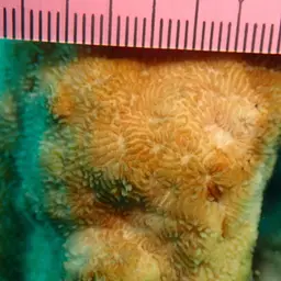 Flat Coral, photo 8