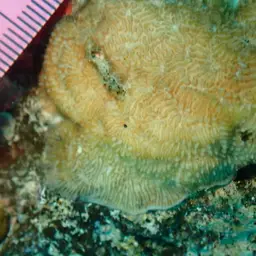 Flat Coral, photo 9