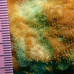 Flat Coral, photo 10