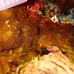 Flat Coral, photo 11