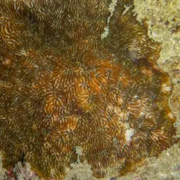 Flat Coral, photo 12