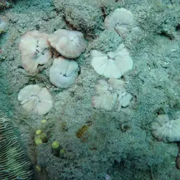 Mushroom Coral, photo 2