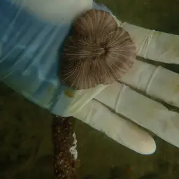 Mushroom Coral, photo 3