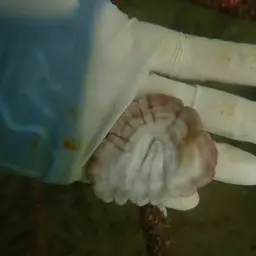 Mushroom Coral, photo 4
