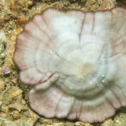 Mushroom Coral, photo 5