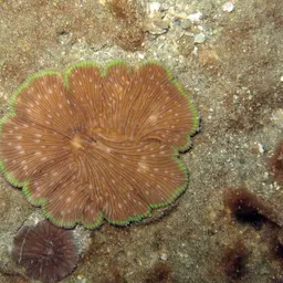 Mushroom Coral, photo 6