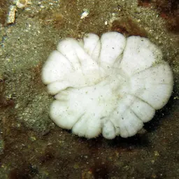 Mushroom Coral, photo 7