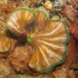 Mushroom Coral, photo 1