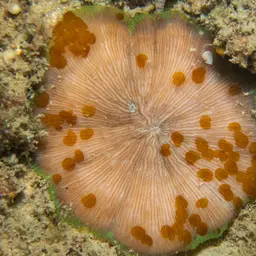 Mushroom Coral, photo 8