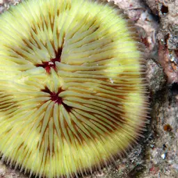 Mushroom Coral, photo 9