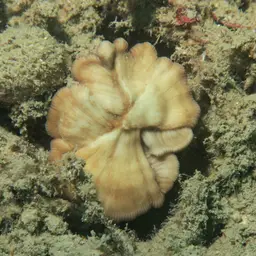 Mushroom Coral, photo 10