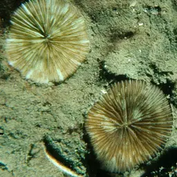 Mushroom Coral, photo 11