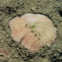 Mushroom Coral, photo 12