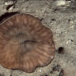 Mushroom Coral, photo 1
