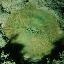 Mushroom Coral, photo 2