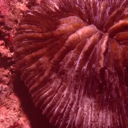 Mushroom Coral, photo 2