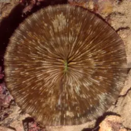 Mushroom Coral, photo 1