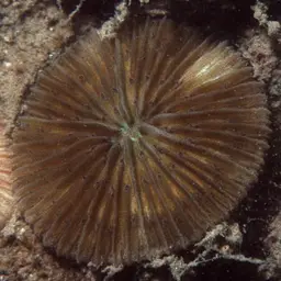 Mushroom Coral, photo 3