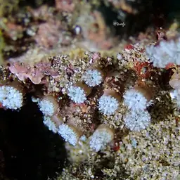 Mushroom Coral, photo 1