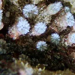 Mushroom Coral, photo 2