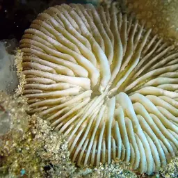 Mushroom Coral, photo 3