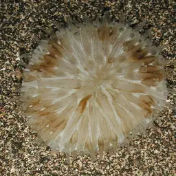 Mushroom Coral, photo 4