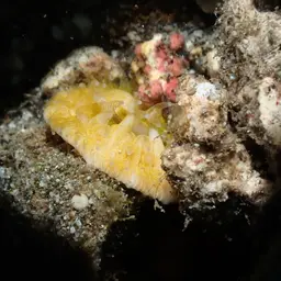 Mushroom Coral, photo 5