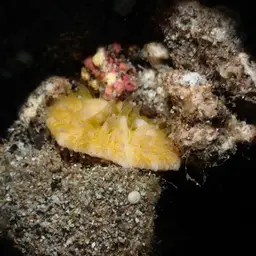 Mushroom Coral, photo 6