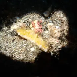 Mushroom Coral, photo 7