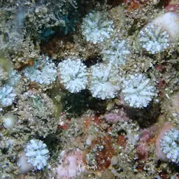 Mushroom Coral, photo 8