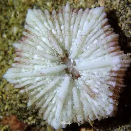 Mushroom Coral, photo 9