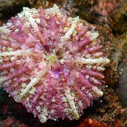 Mushroom Coral, photo 10