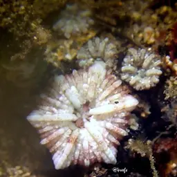 Mushroom Coral, photo 11
