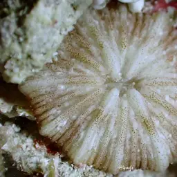 Mushroom Coral, photo 12
