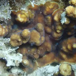 Wells Coral, photo 1