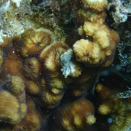 Wells Coral, photo 2