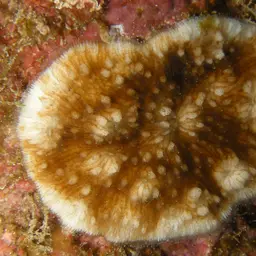 Wells Coral, photo 3