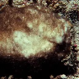 Wells Coral, photo 4