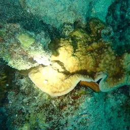 Wells Coral, photo 5