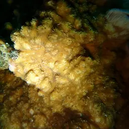 Wells Coral, photo 6