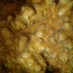 Wells Coral, photo 7