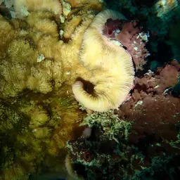 Wells Coral, photo 8