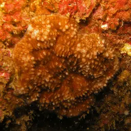 Wells Coral, photo 9