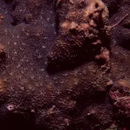 Wells Coral, photo 10