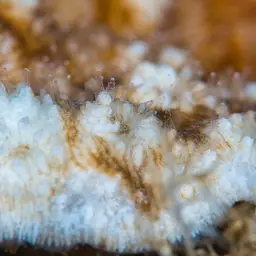 Wells Coral, photo 11