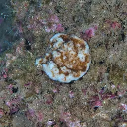 Wells Coral, photo 12